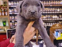 Blue cane corso bebekler yeni yuvalarını bekliyorlar