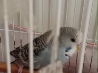 Show Jumbo Kırması Muhabbet Kuşu