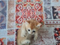 British shorthair ny11