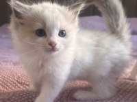 Ragdoll Yavruları