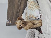5.5 aylık poodle oğlan