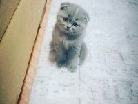Yavrularımızı sahiplendiriyoruz scottish fold