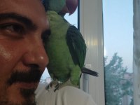 11 aylık yaşında evcil alexander erkek olabilir