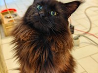 Maine coon bebekler