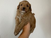 Maltipoo köpek