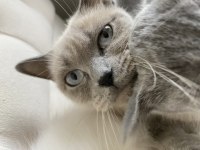 British blue point british bebekler