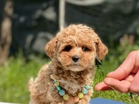 Sevimli maltipoo yavrular Red Brown