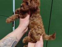 KIVIRCIK POODLE PRENSES