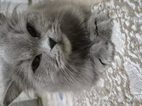 BRİTİSH LONGHAİR (ÇİFTLEŞTİRME)