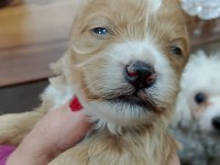 Minyatür maltipoo yavrular