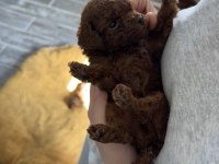 YENİ YUVALARINI BEKLEYEN IRK GARANTİLİ YAVRU KÖPEKLER
