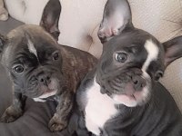 Safkan French Bulldog