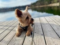 Wc wğitimli full aşılı bakımlı köpeğimiz