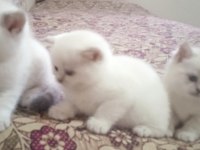 28 Mart Doğumlu British Shorthair Güzellikler