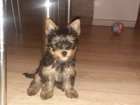 SAFKAN YORKSHİRE TERRİER KÖPEĞİ YAVRULARI