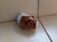 Ginepig yavrusu