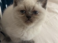 2 Aylık British Shorthair Yavrular
