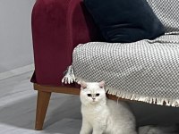 6 aylık dişi British shorthair