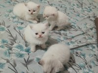 Ücretli sahiplendirilecek kediler