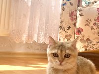 Mükemmel kalitede british shorthair golden