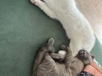 Scottish fold yavru kedimi sahiplendiriyorum