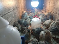 20 Günlük Bıldırcın