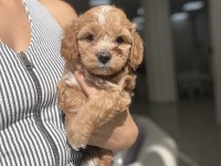 Yakışıklı Maltipoo Miniş