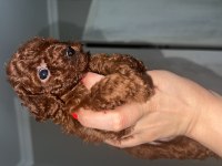 KORE KAN VE KG GARANTİLİ POODLE BEBİŞLERİMİZ