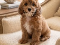 Irk & Sağlık Garantili Sevimli Maltipoo