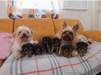 Yorki bebekler