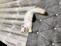 Evin neşesi iran kedisi