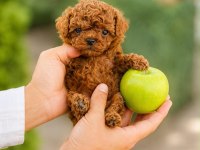 Yetiştiricilik Çiftliğinden Kore Poodle Bebeklerimiz
