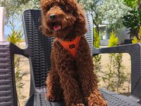 Toy Poodle Yavrularımız 8 Aylık