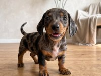 Blue Merle Dachshund Bebeklerimiz Aşılı Nadir