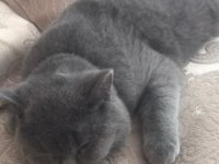 Scottish Fold 10 Aylık Erkek