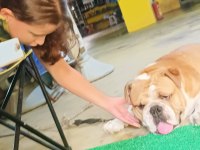 Avrupa standartlarında BULLDOG