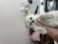 Scottish fold blue point yavrularım