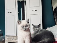BLUE POİNT BRİTİSH SHORTHAİR GÖZ BEBEĞİMİZ
