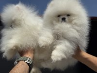 Ankaranın  en özel tedyy bear face pomeranian ları