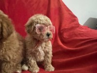 MALTİPOO IRK VE SAĞLIK GARANTİLİ