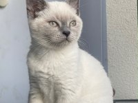 Dişi blue point british shorthair