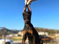 MERMİ GİBİ YAVRU DOBERMAN