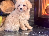 Akıllı ve Tüy Dökmeyen Karakteriyle Maltipoo Yavrusu