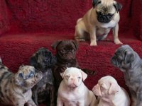Egzotik Renk Pug Mops Yavruları