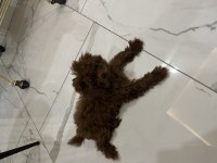 Teacup poodle 1.5 kg 7 aylık erkek aşıları tam