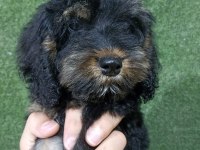 Maltipoo safkan