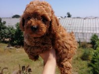 Orıjınal Poodle Yavrular