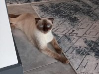 3 dışı 1 erkek yetişkin british shorthair