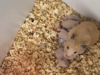 Golden Hamster 10 tane yavru sahiplendirilecek