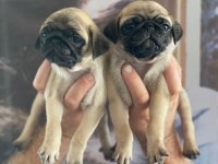 Pug YAVRULARIMIZ İÇİN iletişime geçiniz